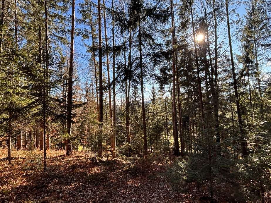 Landw. Grundstücke, Wälder in St. Lorenzen am Wechsel - Aufnahme 2 von 10